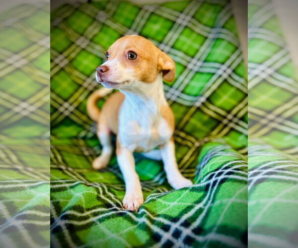 Medium Photo #2 Chihuahua Puppy For Sale in Pacolet, SC, USA