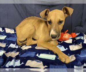 Doberman Pinscher-Unknown Mix Dogs for adoption in Modesto, CA, USA