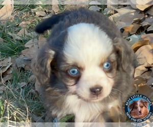 Miniature Australian Shepherd Puppy for sale in GRANBURY, TX, USA