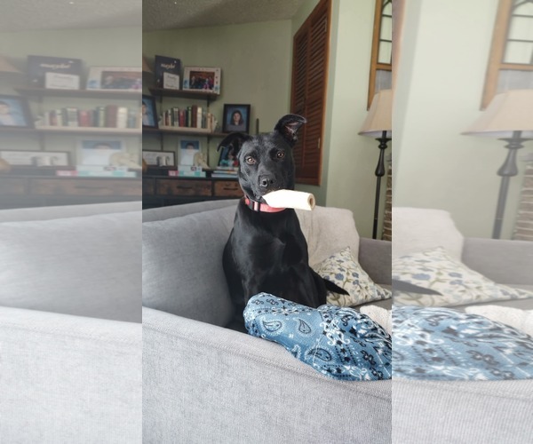 Medium Photo #1 Labrador Retriever-Unknown Mix Puppy For Sale in New London, WI, USA