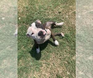American Pit Bull Terrier-Unknown Mix Dogs for adoption in Corpus Christi, TX, USA