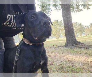 Labrador Retriever-Unknown Mix Dogs for adoption in New Orleans, LA, USA