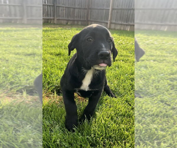 Medium Photo #3 Australian Shepherd-Great Pyrenees Mix Puppy For Sale in Aurora, IN, USA