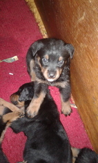 Rottweiler Puppy for sale in GREENWOOD, SC, USA