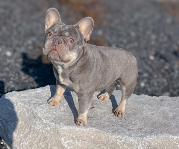 Medium Photo #1 French Bulldog Puppy For Sale in SPARTA, MO, USA