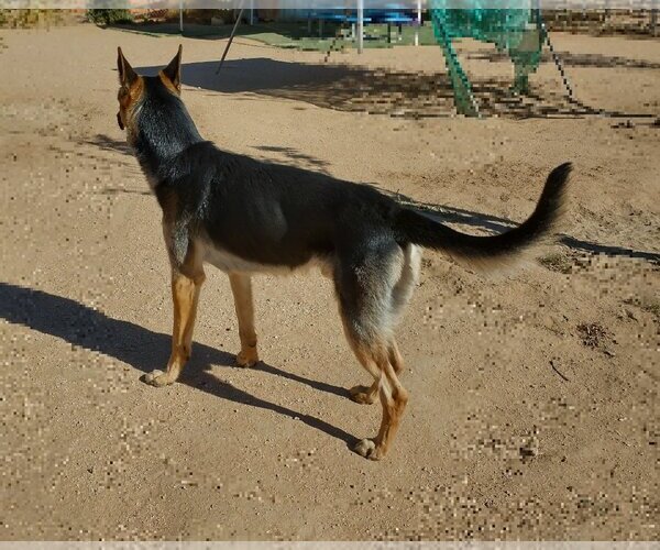 Medium Photo #5 German Shepherd Dog Puppy For Sale in Apple Valley, CA, USA