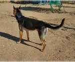 Small Photo #5 German Shepherd Dog Puppy For Sale in Apple Valley, CA, USA