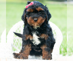 Small #4 Cavapoo (Miniature)