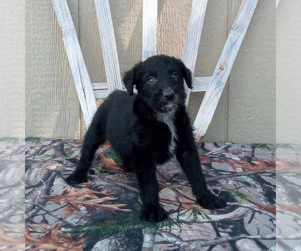 Medium Photo #1 Australian Cattle Dog-Poodle (Standard) Mix Puppy For Sale in CANAJOHARIE, NY, USA