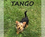 Small #1 YorkiePoo
