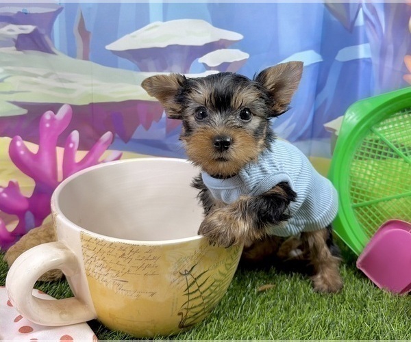 Medium Photo #3 Yorkshire Terrier Puppy For Sale in CASSVILLE, MO, USA