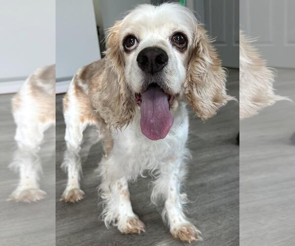 Medium Photo #3 Cocker Spaniel Puppy For Sale in Westminster, MD, USA