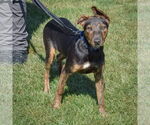 Small #1 German Shepherd Dog-Greyhound Mix