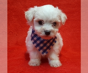 Coton de Tulear Puppy for sale in BUFFALO, MO, USA