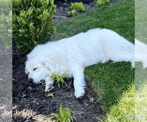 Great Pyrenees-Unknown Mix Dogs for adoption in Washington, DC, USA