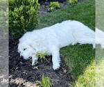 Small Great Pyrenees Mix