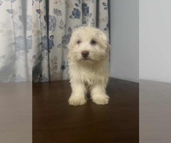 Medium Photo #19 Havanese Puppy For Sale in DURHAM, CT, USA