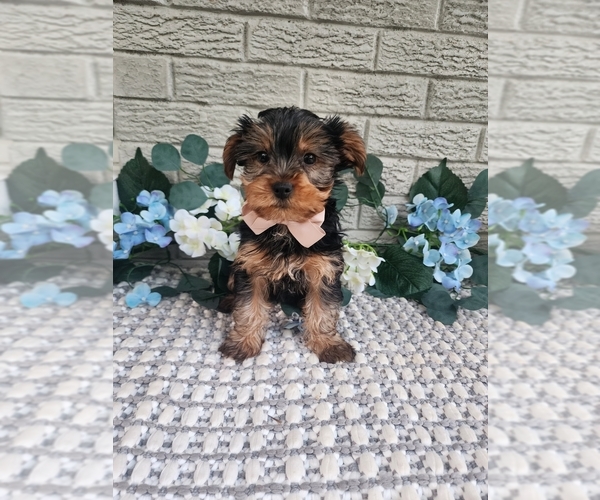 Medium Photo #1 Yorkshire Terrier Puppy For Sale in INDIANAPOLIS, IN, USA