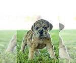 Puppy 3 English Bulldog-Mastiff Mix