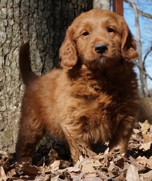 Medium Photo #1 Golden Retriever-Poodle (Toy) Mix Puppy For Sale in WARSAW, IN, USA