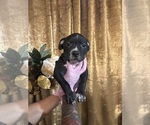 Puppy Puppy 9 American Bully