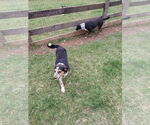 Small #4 Mutt