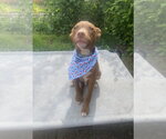 Small #2 Labrador Retriever Mix