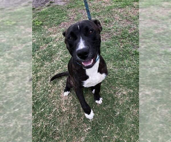 Medium Photo #2 American Pit Bull Terrier-Unknown Mix Puppy For Sale in Corpus Christi, TX, USA