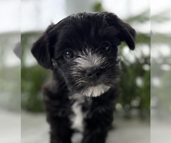 Medium Photo #5 Morkie Puppy For Sale in ROCK STREAM, NY, USA