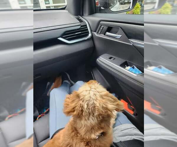 Medium Photo #8 Norfolk Terrier-Unknown Mix Puppy For Sale in Gretna, NE, USA