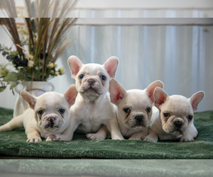 French Bulldog Litter for sale in MILLERSBURG, OH, USA