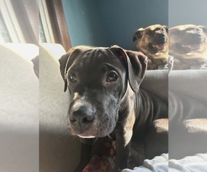 American Staffordshire Terrier-Labrador Retriever Mix Dogs for adoption in New Hampton, NY, USA