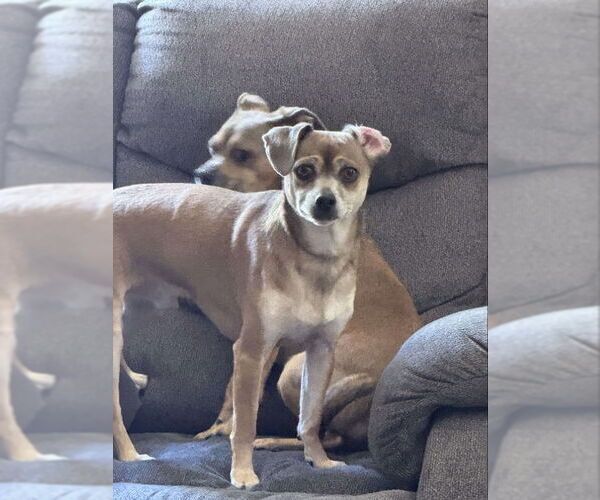 Medium Photo #10 Chihuahua-Unknown Mix Puppy For Sale in San Francisco, CA, USA