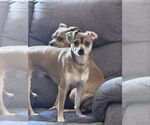 Small #9 Chihuahua Mix