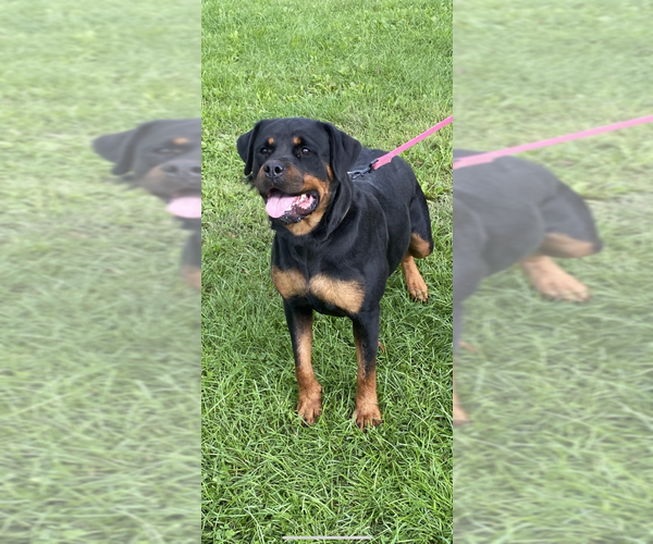 Full screen Photo #7 Rottweiler Puppy For Sale in ELLENVILLE, NY, USA