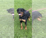 Small Photo #7 Rottweiler Puppy For Sale in ELLENVILLE, NY, USA
