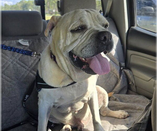 Medium Photo #2 Chinese Shar-Pei-Unknown Mix Puppy For Sale in Ocala, FL, USA