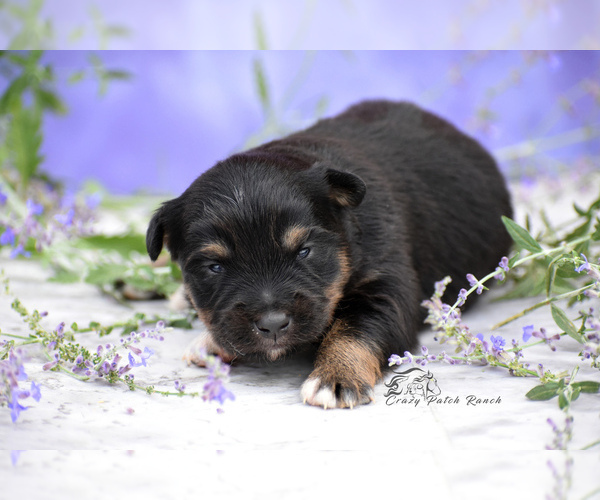 Medium Photo #10 Miniature American Shepherd Puppy For Sale in BENTON CITY, WA, USA