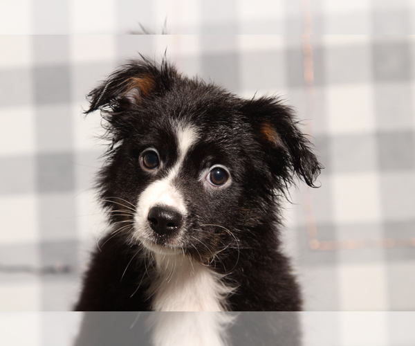 Medium Photo #1 Miniature Australian Shepherd Puppy For Sale in MARIETTA, GA, USA