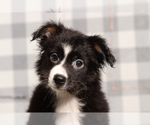 Miniature Australian Shepherd Puppy for sale in MARIETTA, GA, USA