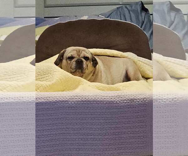 Medium Photo #6 Pug Puppy For Sale in Indianapolis, IN, USA