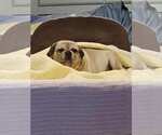 Small #5 Pug