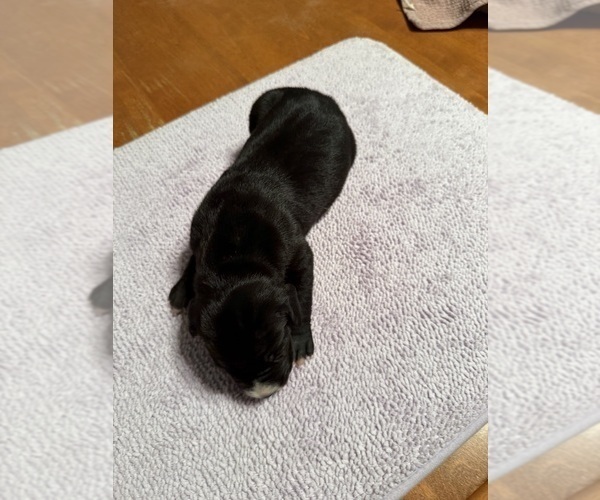 Medium Photo #5 Great Dane Puppy For Sale in RANSOMVILLE, NY, USA