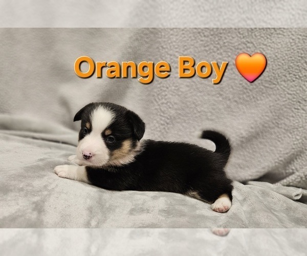Medium Photo #22 American Corgi Puppy For Sale in JEFFERSON, GA, USA