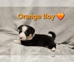 Small Photo #22 American Corgi Puppy For Sale in JEFFERSON, GA, USA
