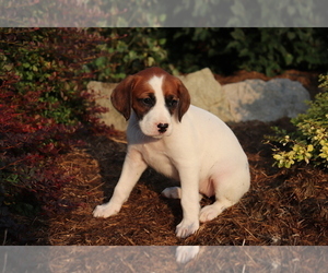 Boxer-Cavalier King Charles Spaniel Mix Puppy for sale in SHILOH, OH, USA