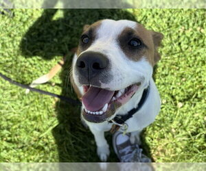 Mutt Dogs for adoption in Pueblo, CO, USA
