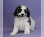 Small #1 Cavapoo