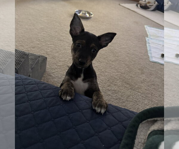 Medium Photo #2 Mutt Puppy For Sale in Brooklyn Center, MN, USA