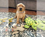 Small Photo #3 Golden Retriever Puppy For Sale in WASECA, MN, USA